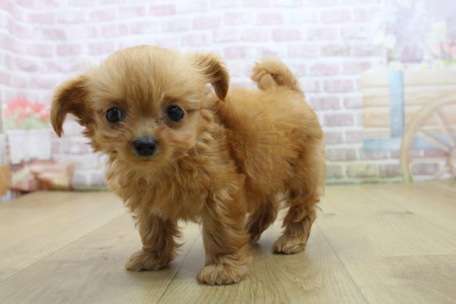 福島県のハーフ犬・ミックス犬 (Coo&RIKU郡山店/2025年8月3日生まれ/男の子/レッド)の子犬の2枚目の画像