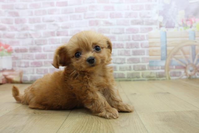福島県のハーフ犬・ミックス犬 (Coo&RIKU郡山店/2025年8月3日生まれ/男の子/レッド)の子犬の3枚目の画像