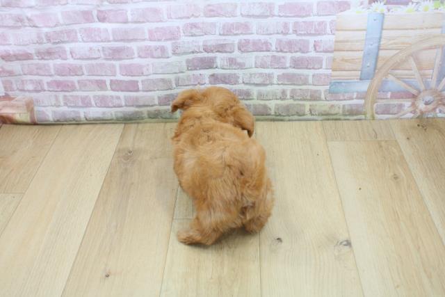 福島県のハーフ犬・ミックス犬 (Coo&RIKU郡山店/2025年8月3日生まれ/男の子/レッド)の子犬の4枚目の画像