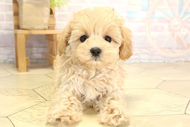 愛知県のハーフ犬・ミックス犬 (Coo&RIKU岡崎店/2025年8月3日生まれ/女の子/クリーム)の子犬の1枚目の画像