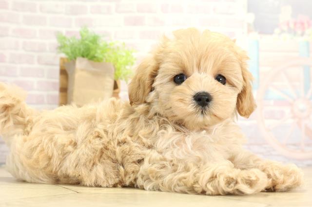 愛知県のハーフ犬・ミックス犬 (Coo&RIKU岡崎店/2025年8月3日生まれ/女の子/クリーム)の子犬の2枚目の画像