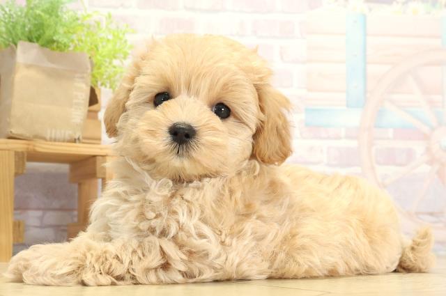 愛知県のハーフ犬・ミックス犬 (Coo&RIKU岡崎店/2025年8月3日生まれ/女の子/クリーム)の子犬の3枚目の画像
