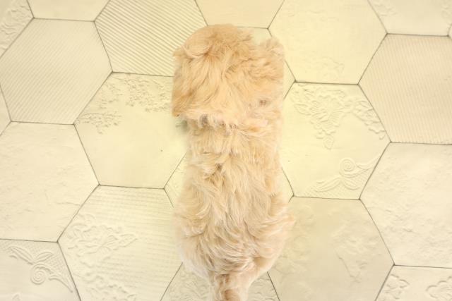 愛知県のハーフ犬・ミックス犬 (Coo&RIKU岡崎店/2025年8月3日生まれ/女の子/クリーム)の子犬の4枚目の画像