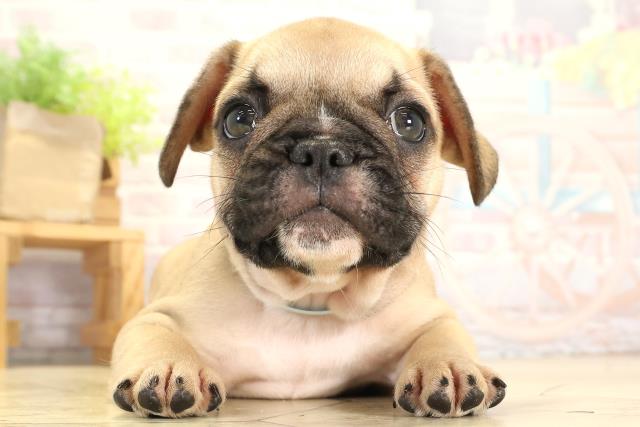 愛知県のフレンチブルドッグ (Coo&RIKU岡崎店/2025年8月3日生まれ/男の子/フォーン)の子犬の1枚目の画像