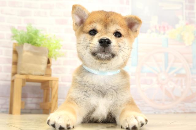 三重県の豆柴 (Coo&RIKU津高茶屋店/2025年8月2日生まれ/男の子/赤)の子犬の1枚目の画像