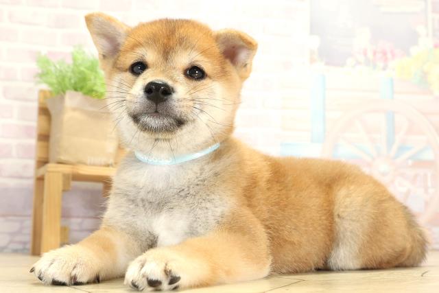 三重県の豆柴 (Coo&RIKU津高茶屋店/2025年8月2日生まれ/男の子/赤)の子犬の2枚目の画像