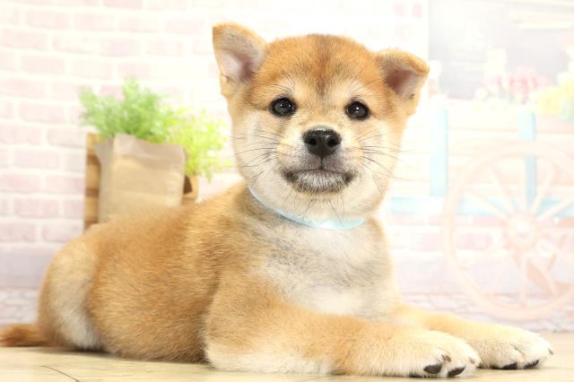 三重県の豆柴 (Coo&RIKU津高茶屋店/2025年8月2日生まれ/男の子/赤)の子犬の3枚目の画像