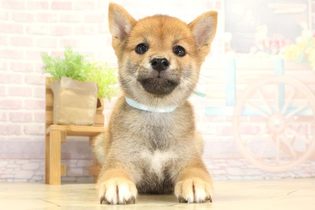 愛知県の豆柴 (Coo&RIKU名古屋中川店/2025年8月2日生まれ/男の子/赤)の子犬の1枚目の画像
