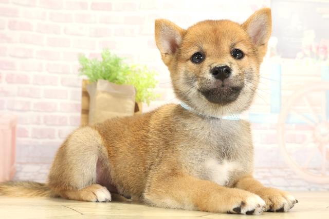 愛知県の豆柴 (Coo&RIKU名古屋中川店/2025年8月2日生まれ/男の子/赤)の子犬の2枚目の画像