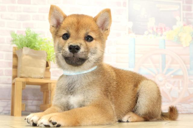 愛知県の豆柴 (Coo&RIKU名古屋中川店/2025年8月2日生まれ/男の子/赤)の子犬の3枚目の画像