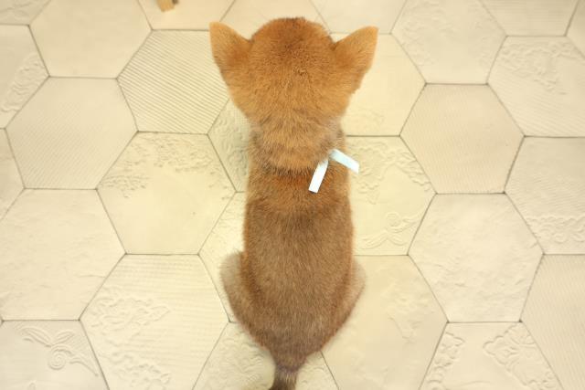 愛知県の豆柴 (Coo&RIKU名古屋中川店/2025年8月2日生まれ/男の子/赤)の子犬の4枚目の画像