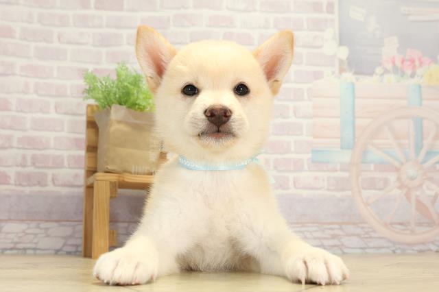愛知県の柴犬(標準サイズ) (Coo&RIKU瀬港線守山店/2025年8月1日生まれ/男の子/白)の子犬