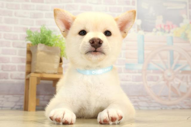 愛知県の柴犬(標準サイズ) (Coo&RIKU東海店/2025年8月1日生まれ/男の子/白)の子犬の1枚目の画像