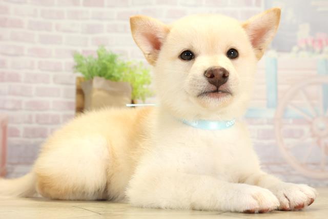 愛知県の柴犬(標準サイズ) (Coo&RIKU東海店/2025年8月1日生まれ/男の子/白)の子犬の2枚目の画像