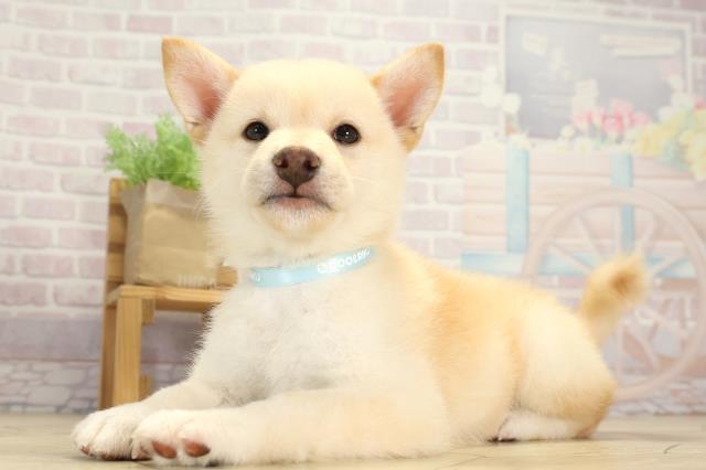 愛知県の柴犬(標準サイズ) (Coo&RIKU東海店/2025年8月1日生まれ/男の子/白)の子犬の3枚目の画像