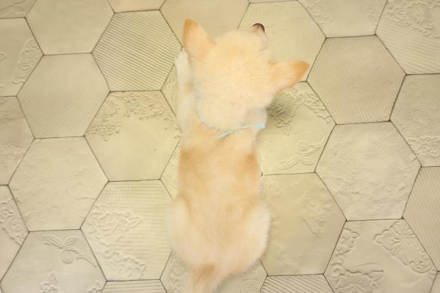 愛知県の柴犬(標準サイズ) (Coo&RIKU東海店/2025年8月1日生まれ/男の子/白)の子犬の4枚目の画像