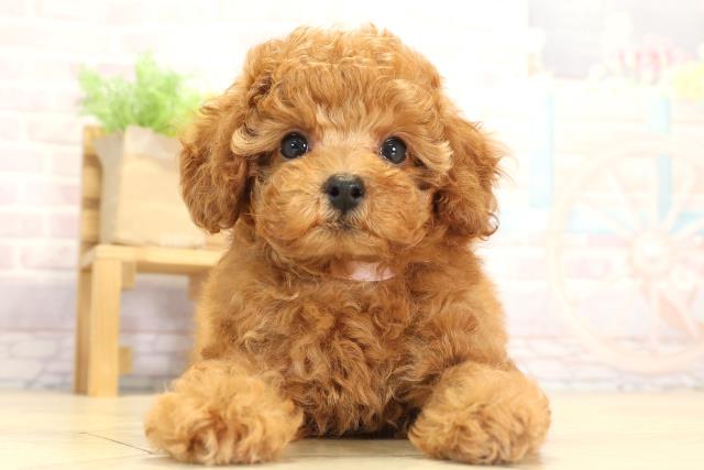 愛知県のトイプードル(トイ) (Coo&RIKU岡崎店/2025年7月31日生まれ/女の子/レッドフォーン)の子犬の1枚目の画像
