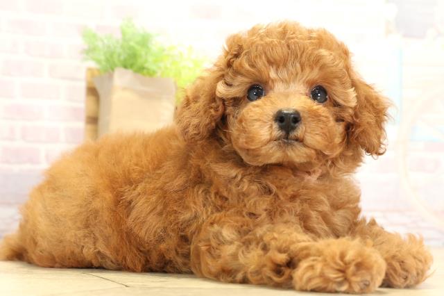 愛知県のトイプードル(トイ) (Coo&RIKU岡崎店/2025年7月31日生まれ/女の子/レッドフォーン)の子犬の2枚目の画像