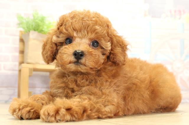愛知県のトイプードル(トイ) (Coo&RIKU岡崎店/2025年7月31日生まれ/女の子/レッドフォーン)の子犬の3枚目の画像