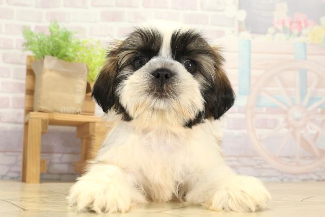 愛知県のシーズー (Coo&RIKU半田店/2025年8月3日生まれ/女の子/ゴールドホワイト)の子犬の1枚目の画像
