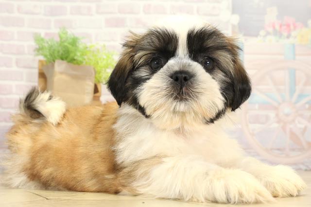 愛知県のシーズー (Coo&RIKU半田店/2025年8月3日生まれ/女の子/ゴールドホワイト)の子犬の2枚目の画像