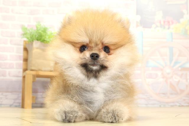 愛知県のポメラニアン (Coo&RIKU岡崎店/2025年7月31日生まれ/男の子/オレンジ)の子犬の1枚目の画像