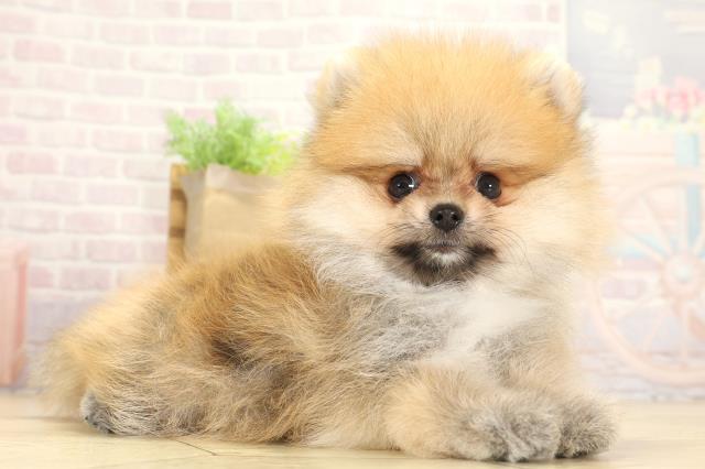 愛知県のポメラニアン (Coo&RIKU岡崎店/2025年7月31日生まれ/男の子/オレンジ)の子犬の2枚目の画像