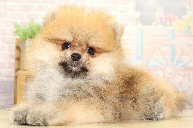 愛知県のポメラニアン (Coo&RIKU岡崎店/2025年7月31日生まれ/男の子/オレンジ)の子犬の3枚目の画像