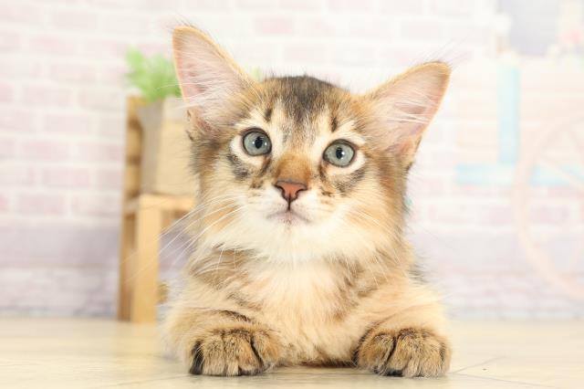 愛知県のソマリ (Coo&RIKU岡崎店/2025年8月2日生まれ/男の子/ルディ)の子猫
