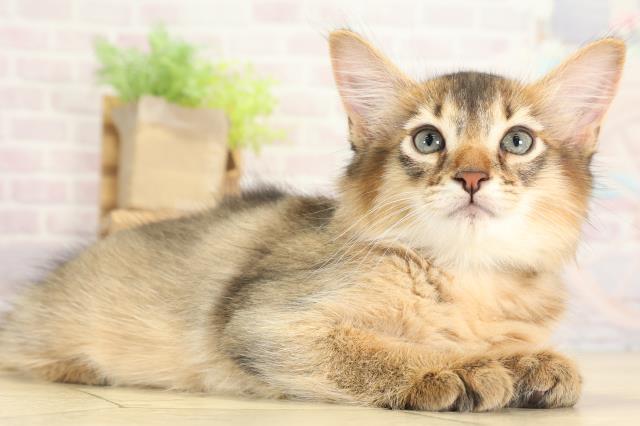 愛知県のソマリ (Coo&RIKU岡崎店/2025年8月2日生まれ/男の子/ルディ)の子猫の2枚目の画像