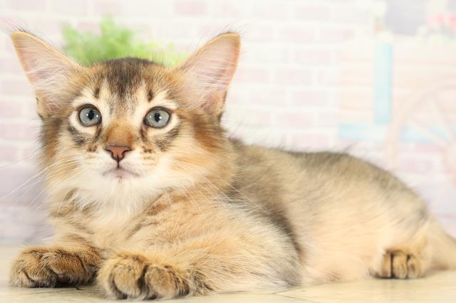 愛知県のソマリ (Coo&RIKU岡崎店/2025年8月2日生まれ/男の子/ルディ)の子猫の3枚目の画像