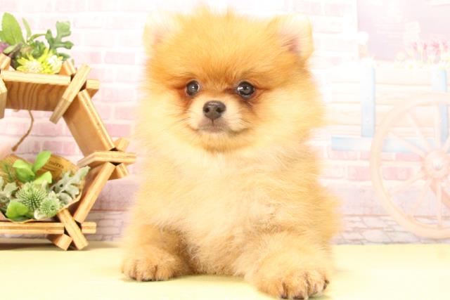 愛知県のポメラニアン (Coo&RIKU豊橋店/2025年8月3日生まれ/男の子/オレンジ)の子犬
