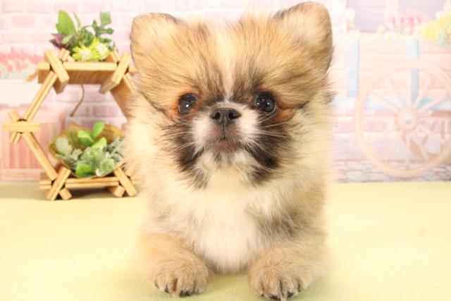 愛知県のハーフ犬・ミックス犬 (Coo&RIKU岡崎店/2025年7月30日生まれ/男の子/レッドホワイト)の子犬の1枚目の画像