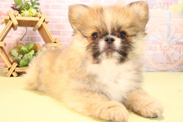 愛知県のハーフ犬・ミックス犬 (Coo&RIKU岡崎店/2025年7月30日生まれ/男の子/レッドホワイト)の子犬の2枚目の画像