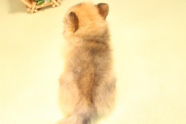 愛知県のハーフ犬・ミックス犬 (Coo&RIKU岡崎店/2025年7月30日生まれ/男の子/レッドホワイト)の子犬の4枚目の画像