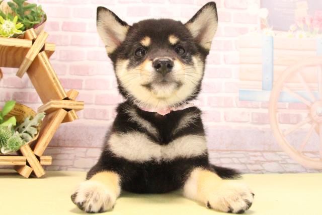 愛知県の柴犬(標準サイズ) (Coo&RIKU岡崎店/2025年7月23日生まれ/女の子/黒)の子犬の1枚目の画像