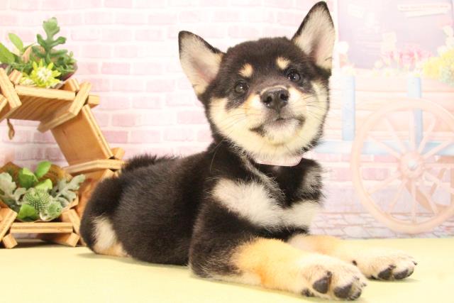 愛知県の柴犬(標準サイズ) (Coo&RIKU岡崎店/2025年7月23日生まれ/女の子/黒)の子犬の2枚目の画像