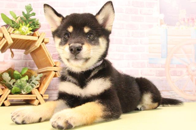 愛知県の柴犬(標準サイズ) (Coo&RIKU岡崎店/2025年7月23日生まれ/女の子/黒)の子犬の3枚目の画像