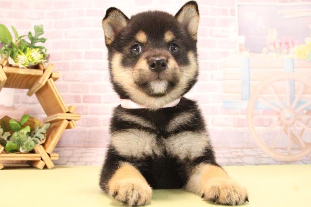 愛知県の豆柴 (Coo&RIKU岡崎店/2025年8月1日生まれ/女の子/黒)の子犬の1枚目の画像