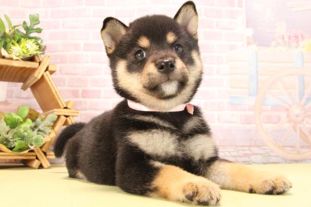 愛知県の豆柴 (Coo&RIKU岡崎店/2025年8月1日生まれ/女の子/黒)の子犬の2枚目の画像