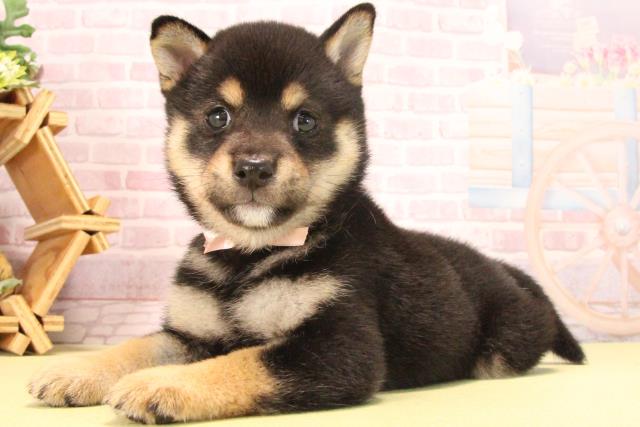 愛知県の豆柴 (Coo&RIKU岡崎店/2025年8月1日生まれ/女の子/黒)の子犬の3枚目の画像