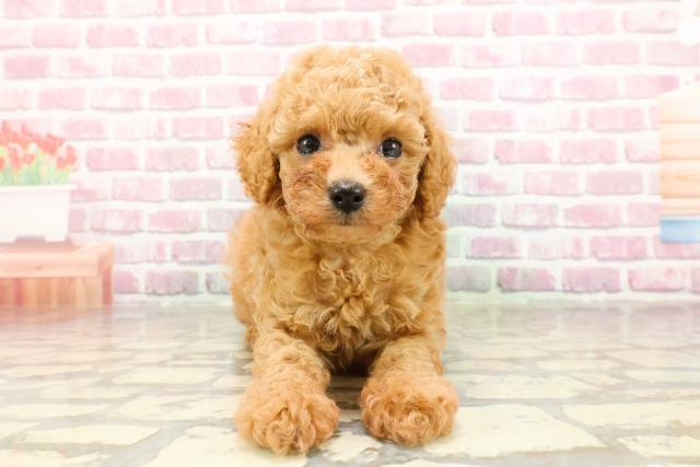 滋賀県のトイプードル(トイ) (Coo&RIKU東近江店/2025年4月14日生まれ/女の子/アプリコット)の子犬の1枚目の画像