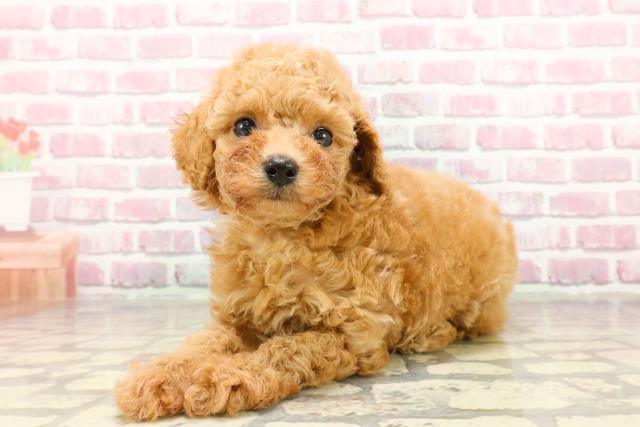 滋賀県のトイプードル(トイ) (Coo&RIKU東近江店/2025年4月14日生まれ/女の子/アプリコット)の子犬の2枚目の画像
