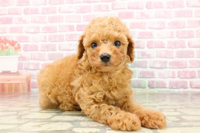滋賀県のトイプードル(トイ) (Coo&RIKU東近江店/2025年4月14日生まれ/女の子/アプリコット)の子犬の3枚目の画像