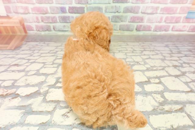 滋賀県のトイプードル(トイ) (Coo&RIKU東近江店/2025年4月14日生まれ/女の子/アプリコット)の子犬の4枚目の画像