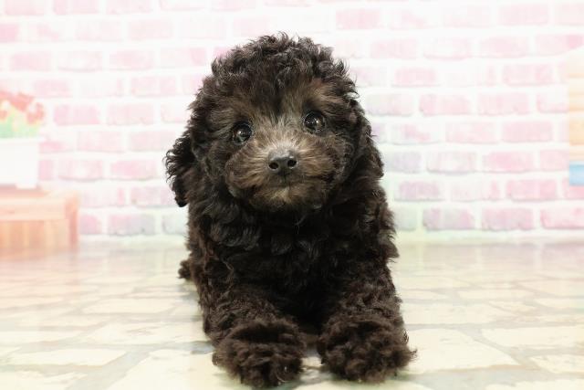 三重県のトイプードル(トイ) (Coo&RIKU津高茶屋店/2025年8月3日生まれ/女の子/シルバー)の子犬の1枚目の画像
