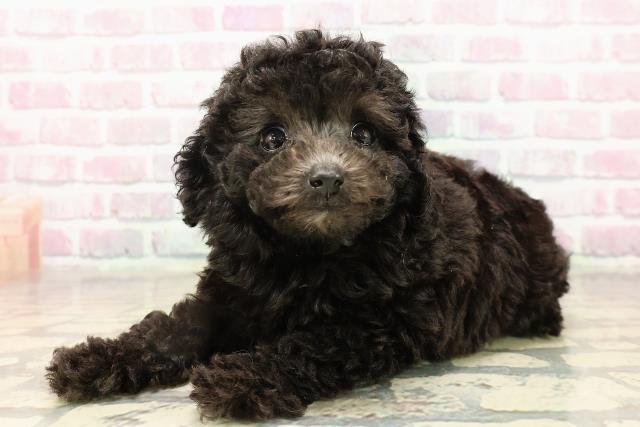 三重県のトイプードル(トイ) (Coo&RIKU津高茶屋店/2025年8月3日生まれ/女の子/シルバー)の子犬の2枚目の画像