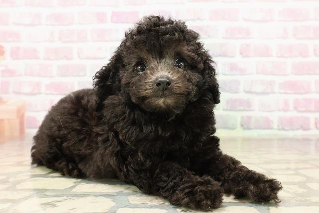 三重県のトイプードル(トイ) (Coo&RIKU津高茶屋店/2025年8月3日生まれ/女の子/シルバー)の子犬の3枚目の画像