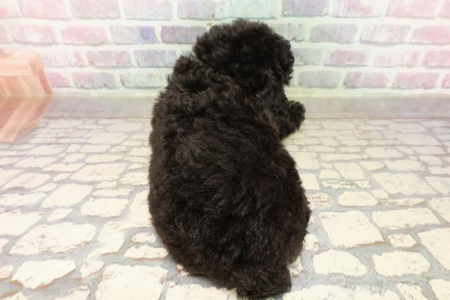 三重県のトイプードル(トイ) (Coo&RIKU津高茶屋店/2025年8月3日生まれ/女の子/シルバー)の子犬の4枚目の画像