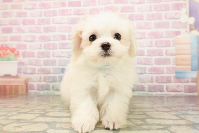 福島県のマルチーズ (Coo&RIKUいわき店/2025年7月29日生まれ/男の子/ホワイト)の子犬の1枚目の画像